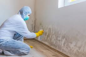 Best Mold Damage Restoration  in Kenyon, MN